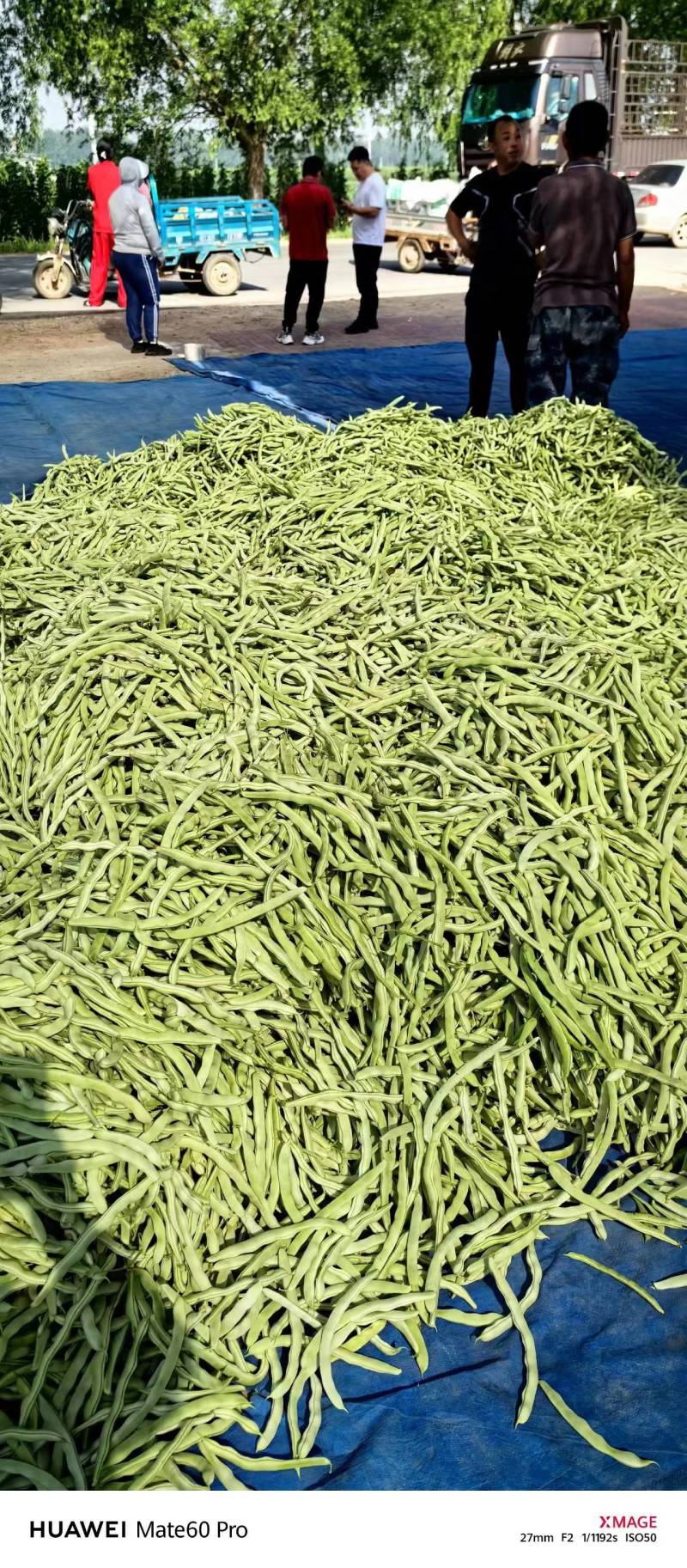 芸豆辽宁白不老大量上市中可发全国，支持视频看货