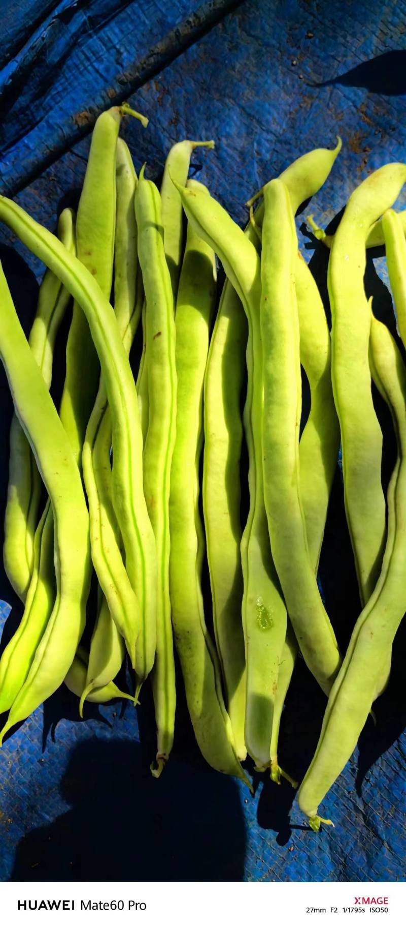 芸豆辽宁白不老大量上市中可发全国，支持视频看货