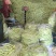 芸豆辽宁白不老大量上市中可发全国，支持视频看货