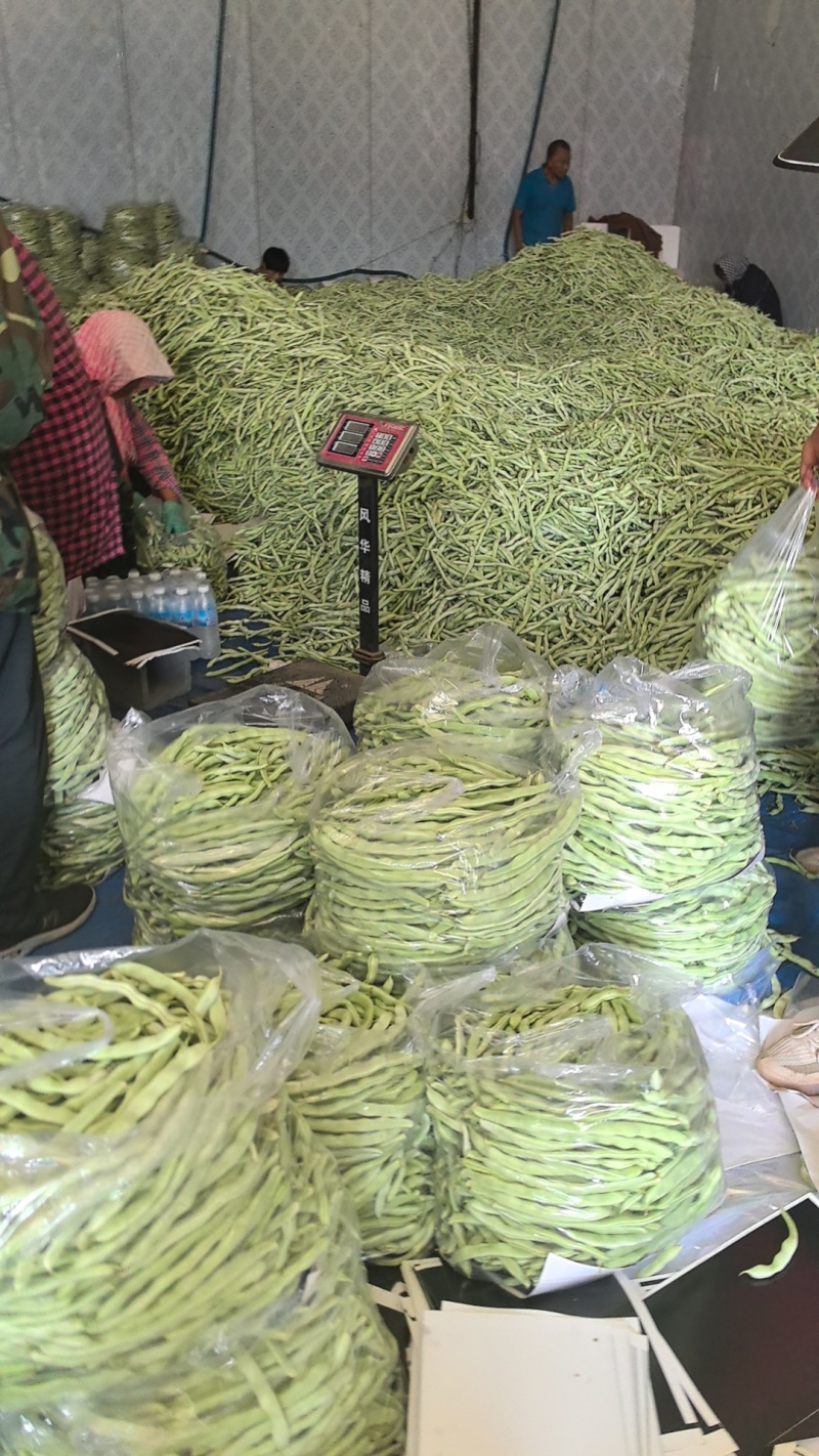 芸豆辽宁白不老大量上市中可发全国，支持视频看货