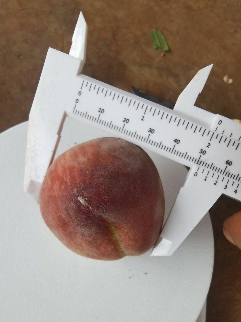 大荔毛桃红不软桃陕西桃子电商市场商超货源欢迎选购