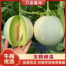 【精品】河南玉菇甜瓜，万亩基地，对接电商市场商超，欢迎选购