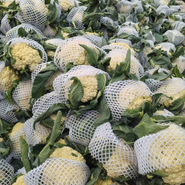 甘肃菜花已大量上市，欢迎资，价格合理，质量保讧