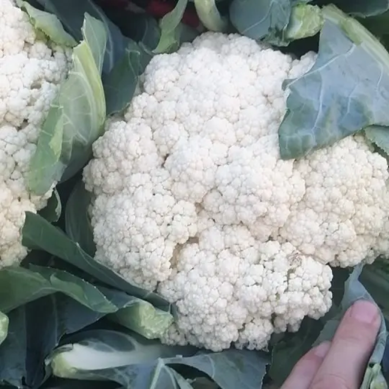 甘肃菜花已大量上市，欢迎资，价格合理，质量保讧