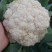 甘肃菜花已大量上市，欢迎资，价格合理，质量保讧