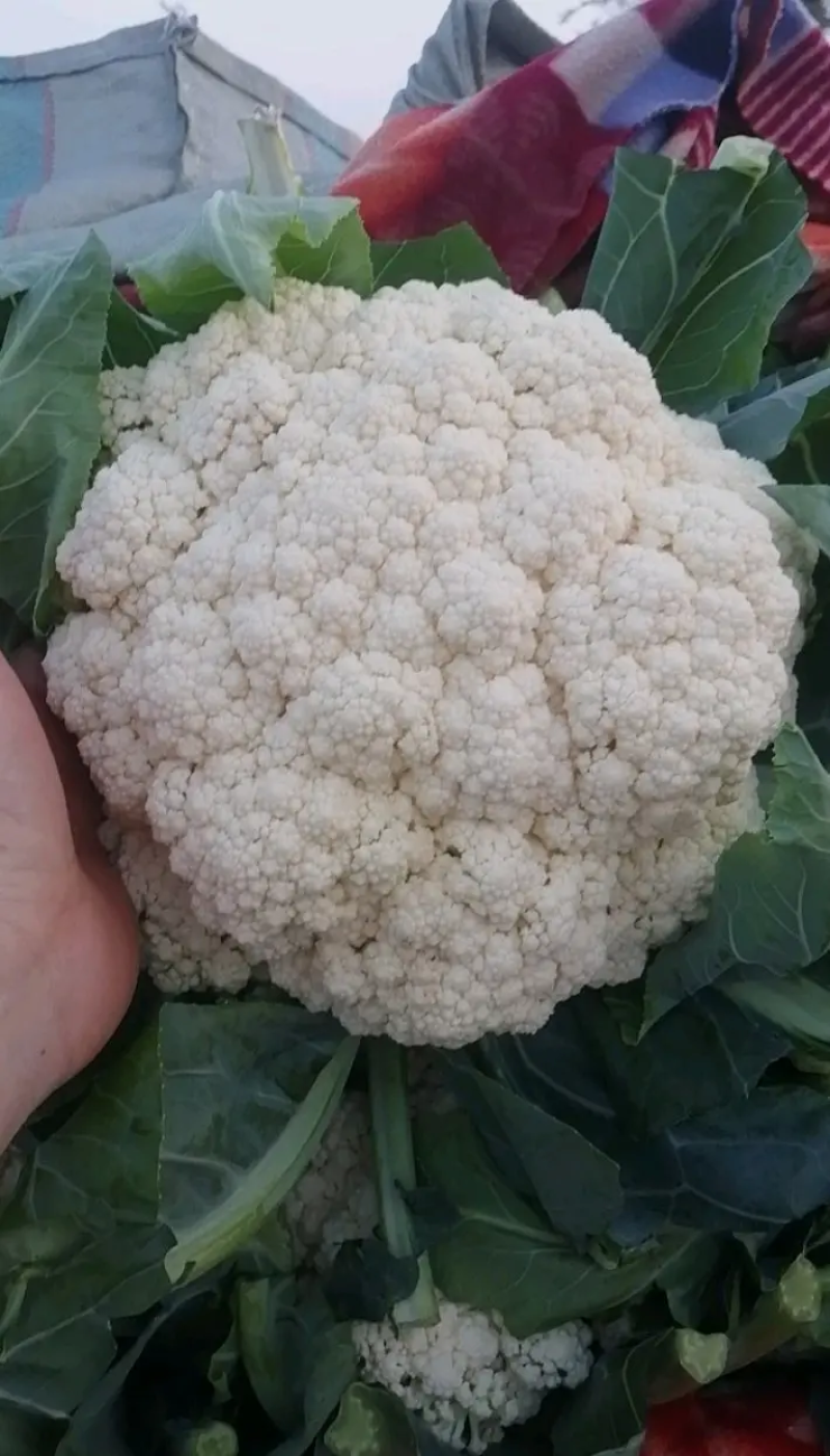 甘肃菜花已大量上市，欢迎资，价格合理，质量保讧