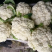 甘肃菜花已大量上市，欢迎资，价格合理，质量保讧