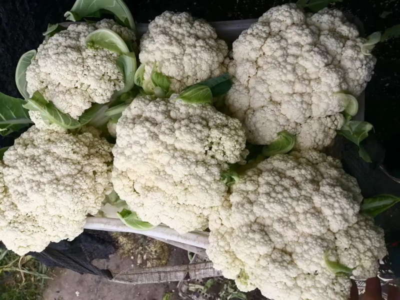 甘肃菜花已大量上市，欢迎资，价格合理，质量保讧