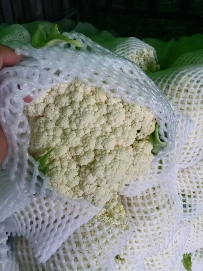 甘肃菜花已大量上市，欢迎资，价格合理，质量保讧