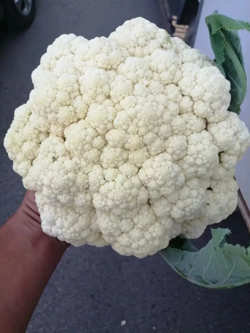 甘肃菜花已大量上市，欢迎资，价格合理，质量保讧