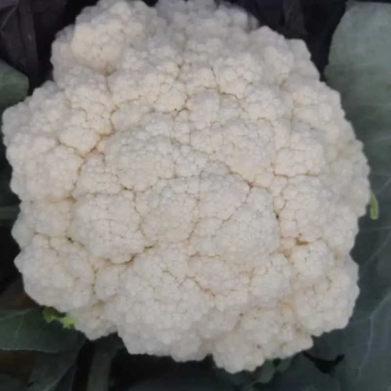 甘肃菜花已大量上市，欢迎资，价格合理，质量保讧