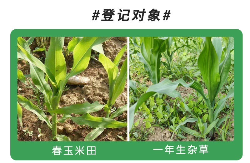 36%硝烟莠去津农药春玉米田专治一年生杂草除草剂