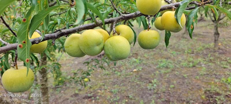 【新上市】贵州黔西南蜂糖李青脆香甜果实饱满香甜可口