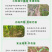 36%硝烟莠去津农药春玉米田专治一年生杂草除草剂