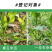 36%硝烟莠去津农药春玉米田专治一年生杂草除草剂