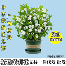 重瓣茉莉花苗带花苞绿植阳台花卉盆栽茉莉花老桩四季开花庭院