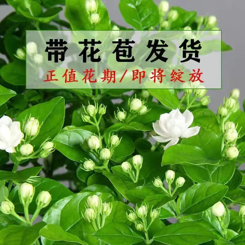 重瓣茉莉花苗带花苞绿植阳台花卉盆栽茉莉花老桩四季开花庭院