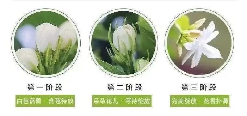 重瓣茉莉花苗带花苞绿植阳台花卉盆栽茉莉花老桩四季开花庭院