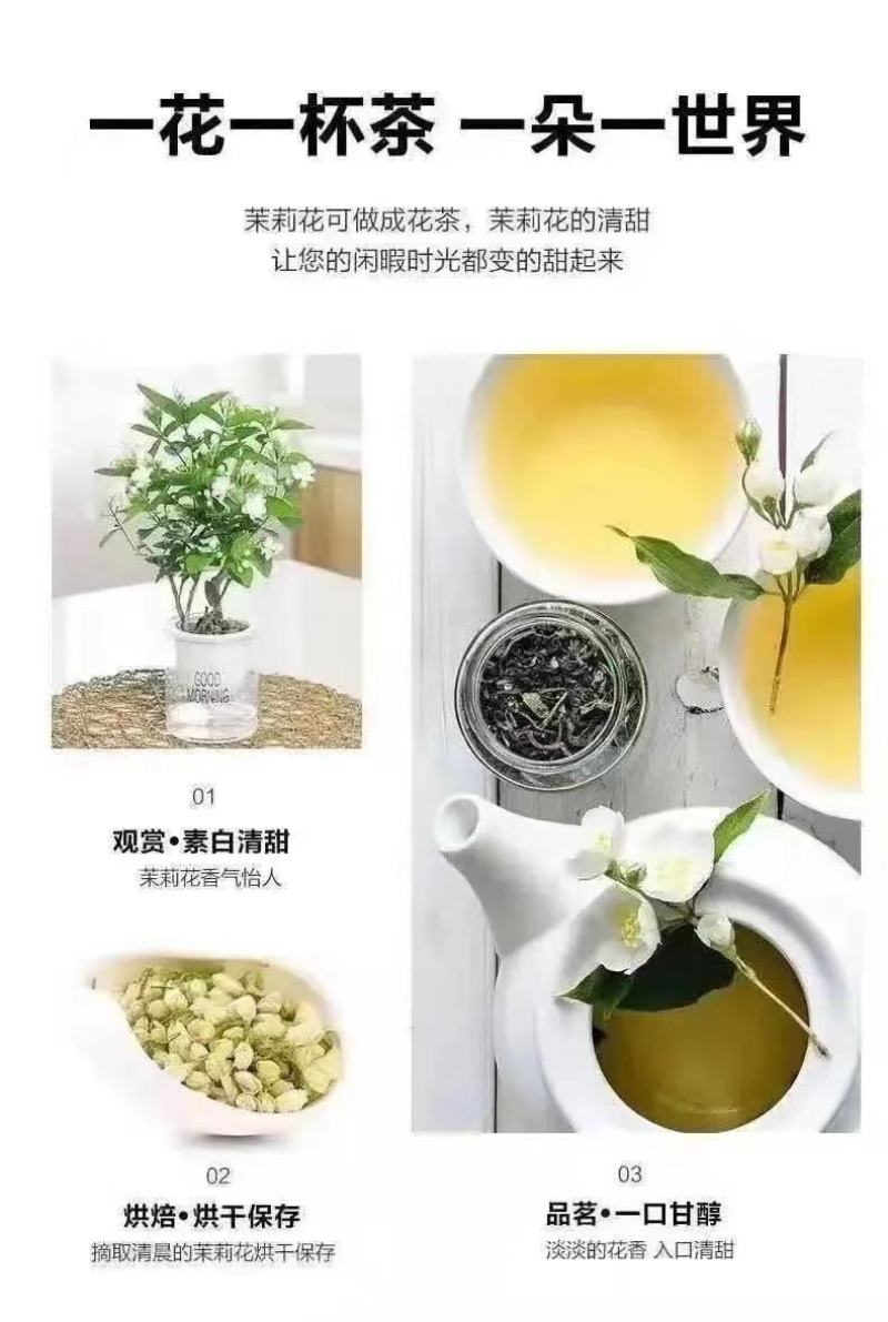 重瓣茉莉花苗带花苞绿植阳台花卉盆栽茉莉花老桩四季开花庭院