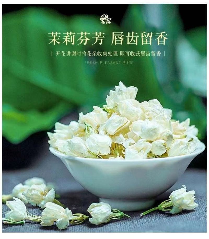 重瓣茉莉花苗带花苞绿植阳台花卉盆栽茉莉花老桩四季开花庭院