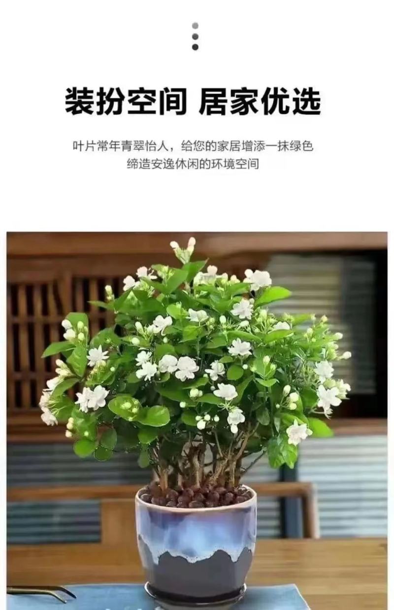 重瓣茉莉花苗带花苞绿植阳台花卉盆栽茉莉花老桩四季开花庭院