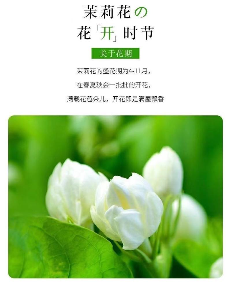 重瓣茉莉花苗带花苞绿植阳台花卉盆栽茉莉花老桩四季开花庭院