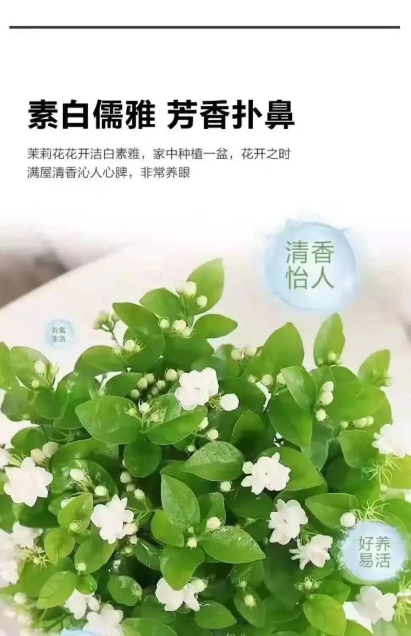 重瓣茉莉花苗带花苞绿植阳台花卉盆栽茉莉花老桩四季开花庭院