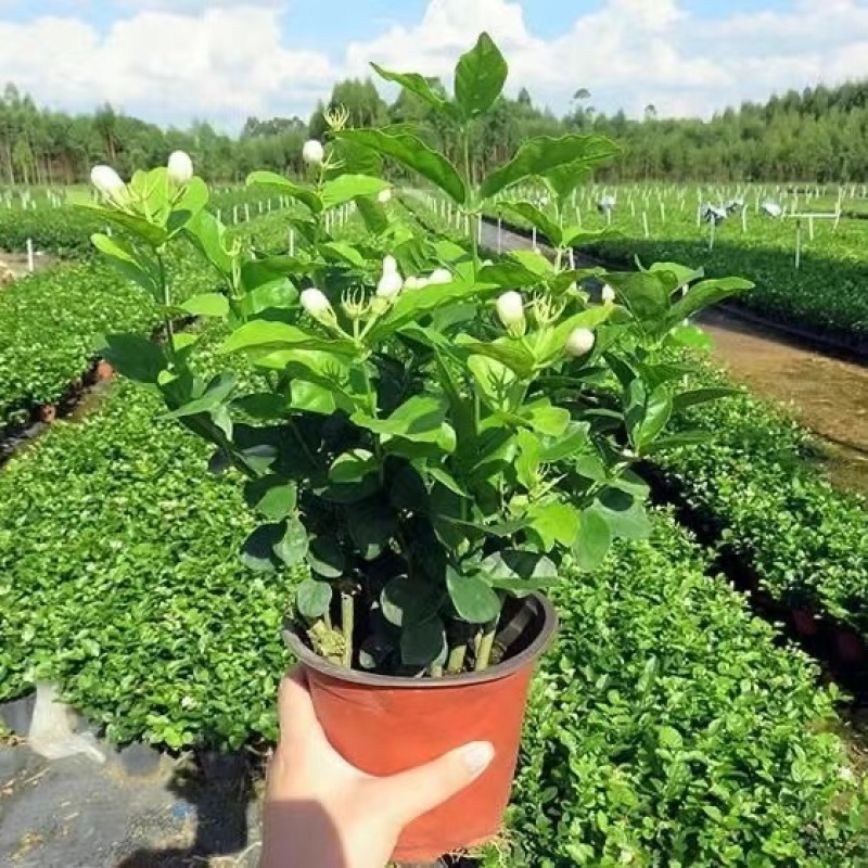 重瓣茉莉花苗带花苞绿植阳台花卉盆栽茉莉花老桩四季开花庭院