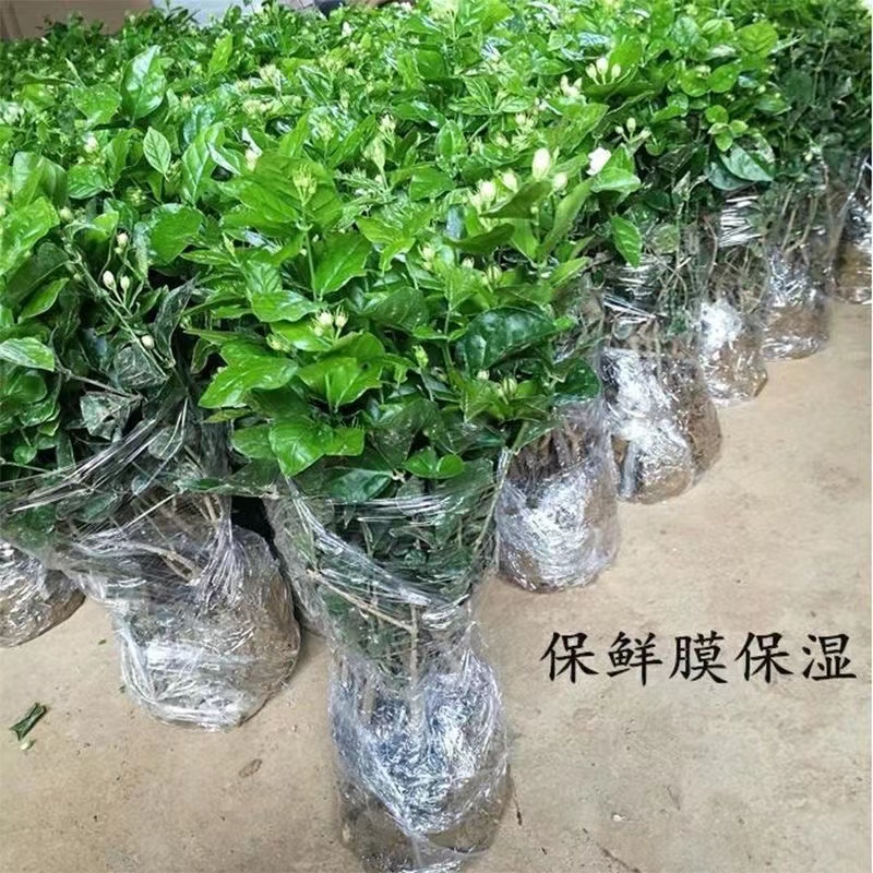 重瓣茉莉花苗带花苞绿植阳台花卉盆栽茉莉花老桩四季开花庭院