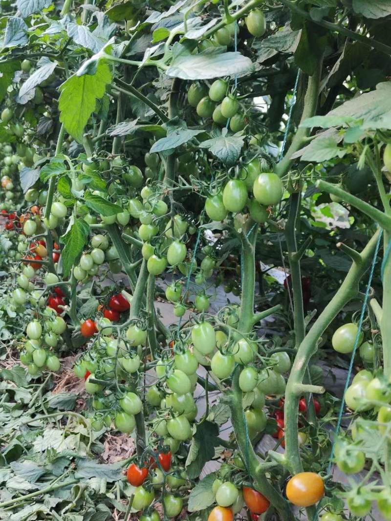 圣女果高品质釜山88产地直销质量保证量大从优