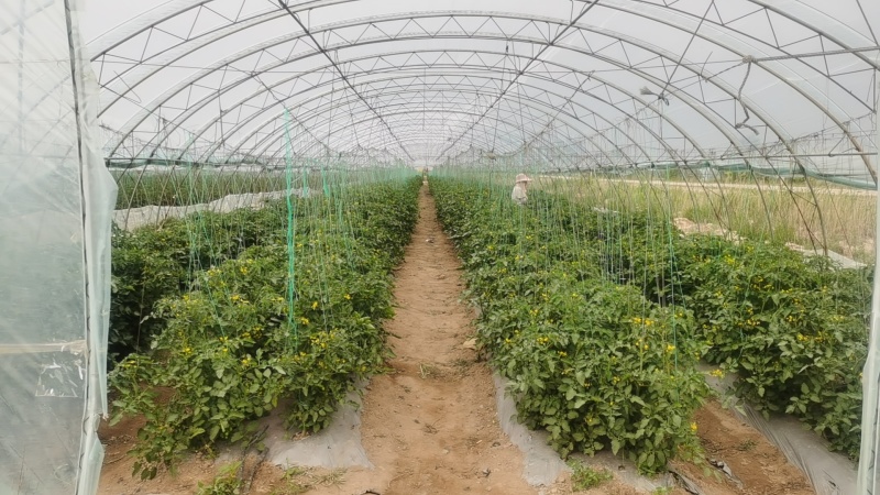 圣女果高品质釜山88产地直销质量保证量大从优