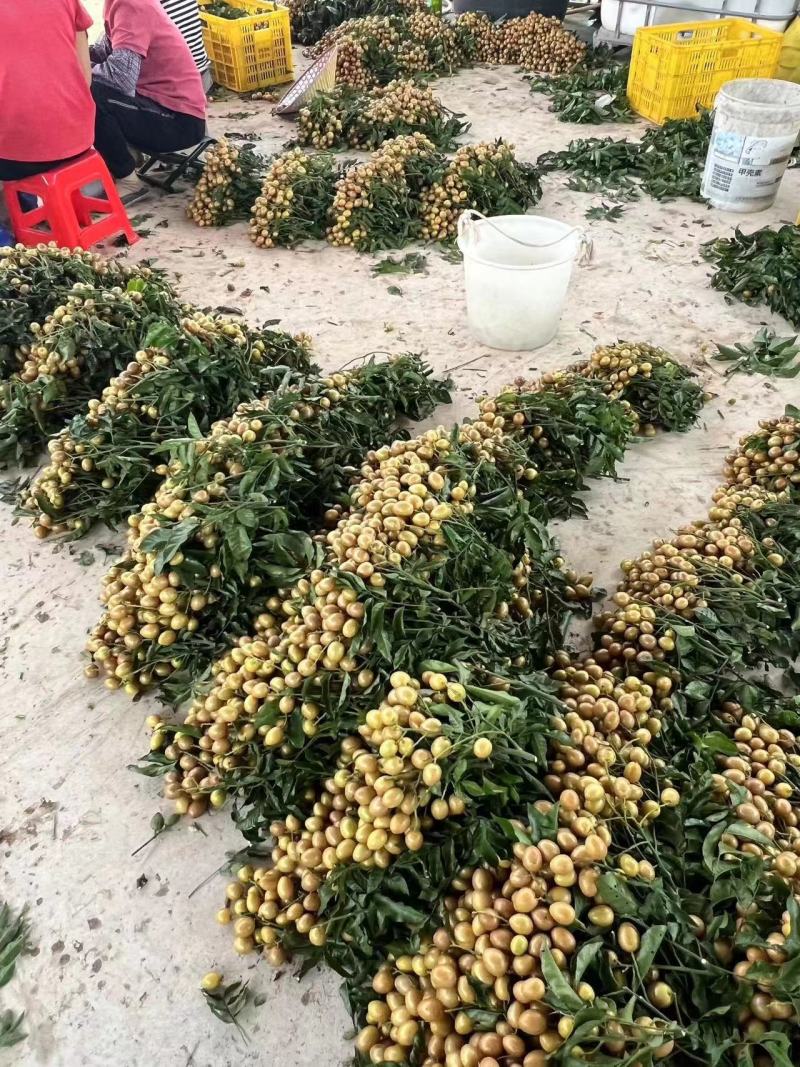 广东湛江贵妃黄皮果对接电商市场商超等各类客户