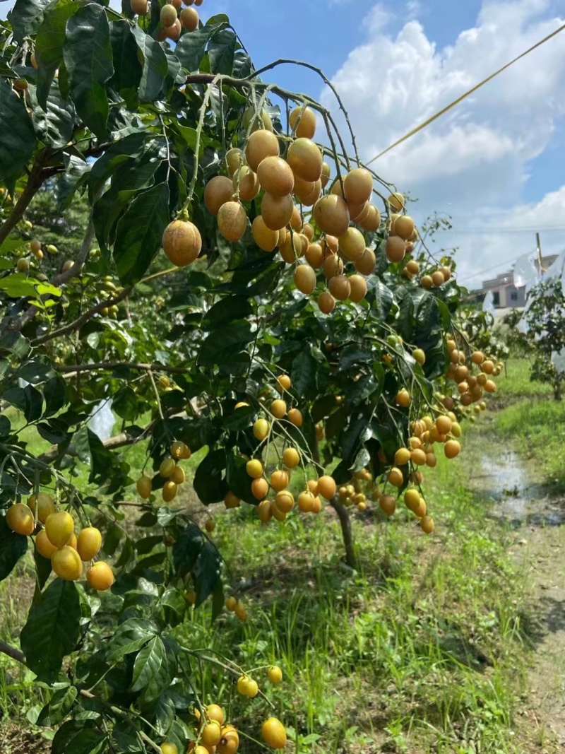 广东湛江贵妃黄皮果对接电商市场商超等各类客户