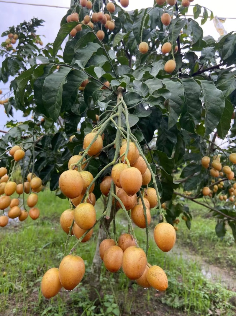 广东湛江贵妃黄皮果对接电商市场商超等各类客户
