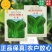 夏季可种抗热上海青种子小青菜种孑小白菜小油菜种子蔬菜种