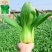 夏季可种抗热上海青种子小青菜种孑小白菜小油菜种子蔬菜种
