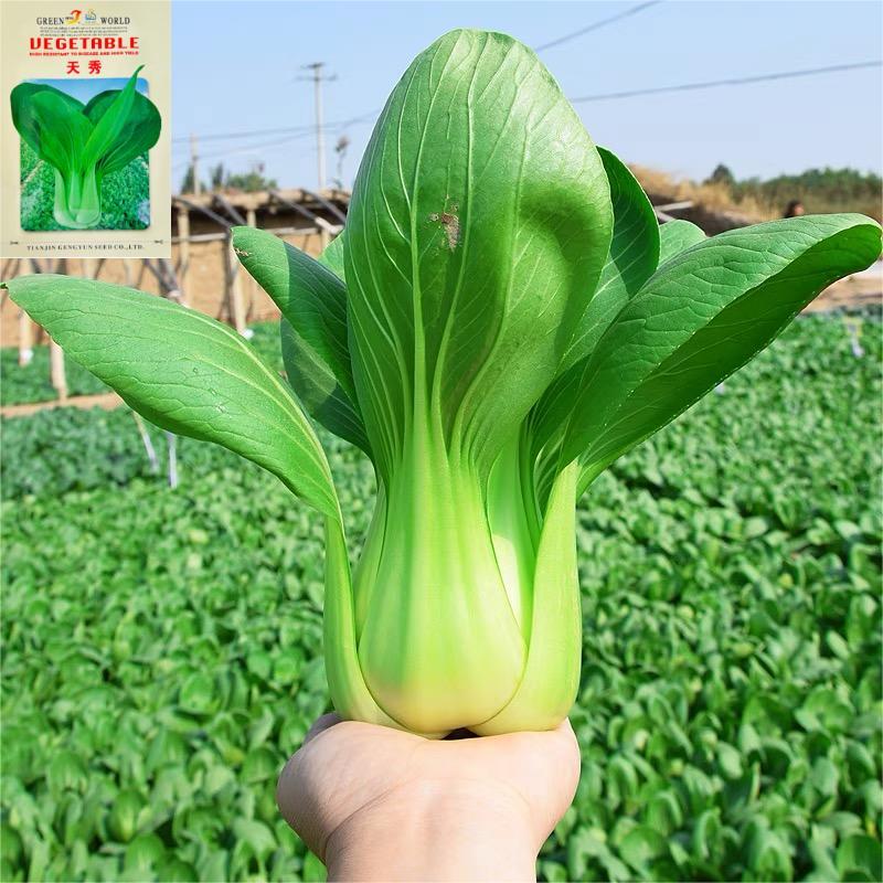 夏季可种抗热上海青种子小青菜种孑小白菜小油菜种子蔬菜种
