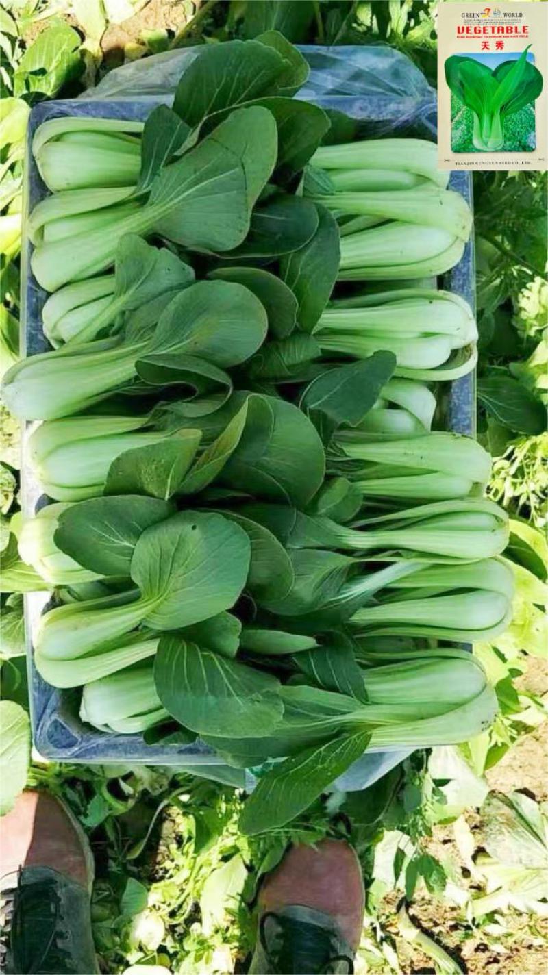 夏季可种抗热上海青种子小青菜种孑小白菜小油菜种子蔬菜种