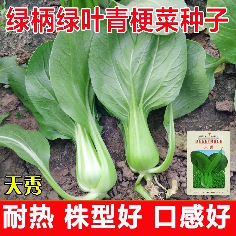 夏季可种抗热上海青种子小青菜种孑小白菜小油菜种子蔬菜种
