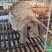 纯种公羊兔活体巨型垂耳肉兔公羊兔价格法国公羊宠物兔