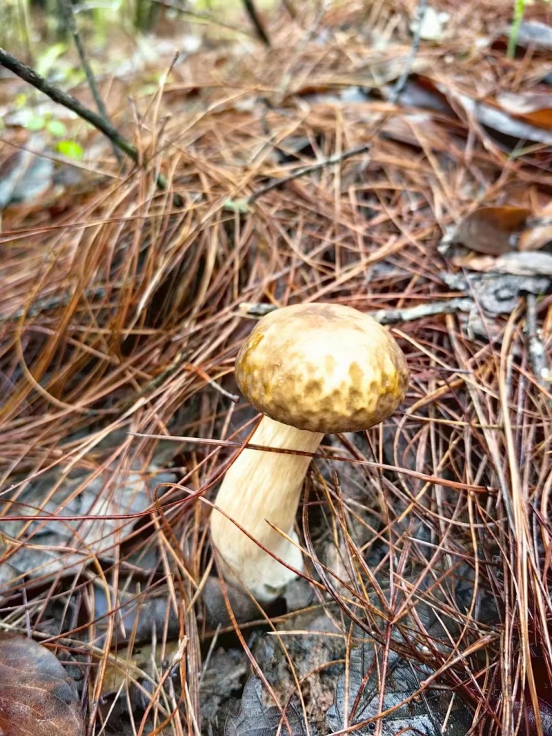 新鲜美味牛肝菌