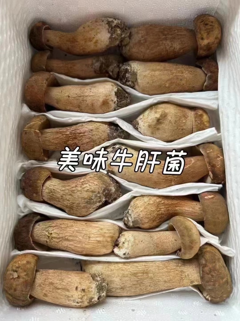 新鲜美味牛肝菌