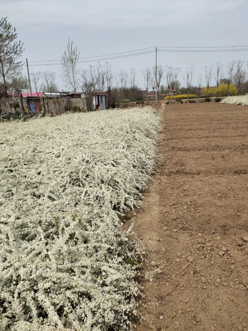 基地批发珍珠梅，丛生珍珠梅，珍珠梅又叫雪梅