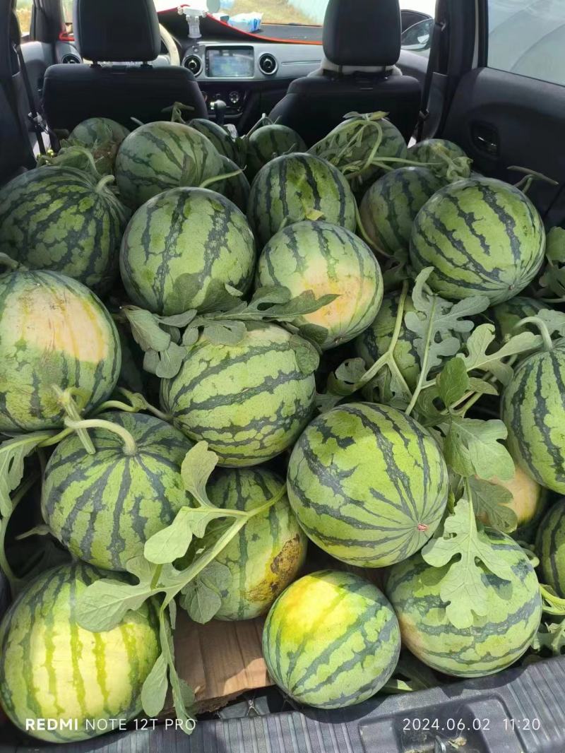 陕西渭南精品甜王西瓜皮薄多汁品质保障欢迎咨询