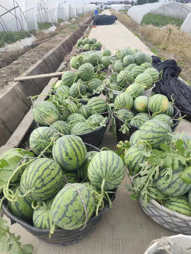 陕西渭南精品甜王西瓜皮薄多汁品质保障欢迎咨询