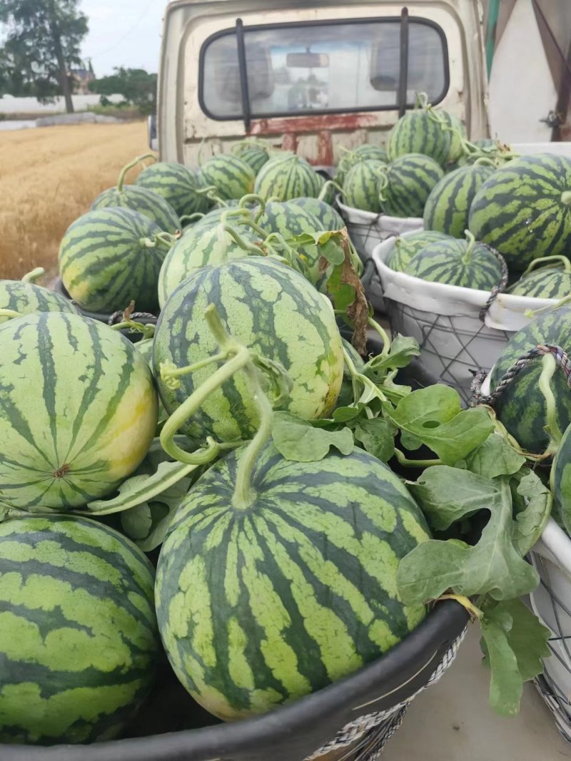 陕西渭南精品甜王西瓜皮薄多汁品质保障欢迎咨询