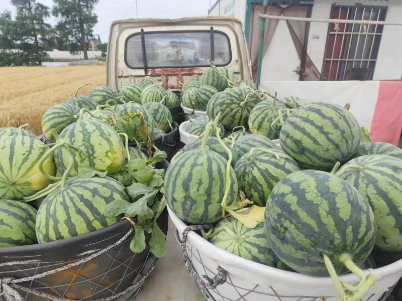 陕西渭南精品甜王西瓜皮薄多汁品质保障欢迎咨询