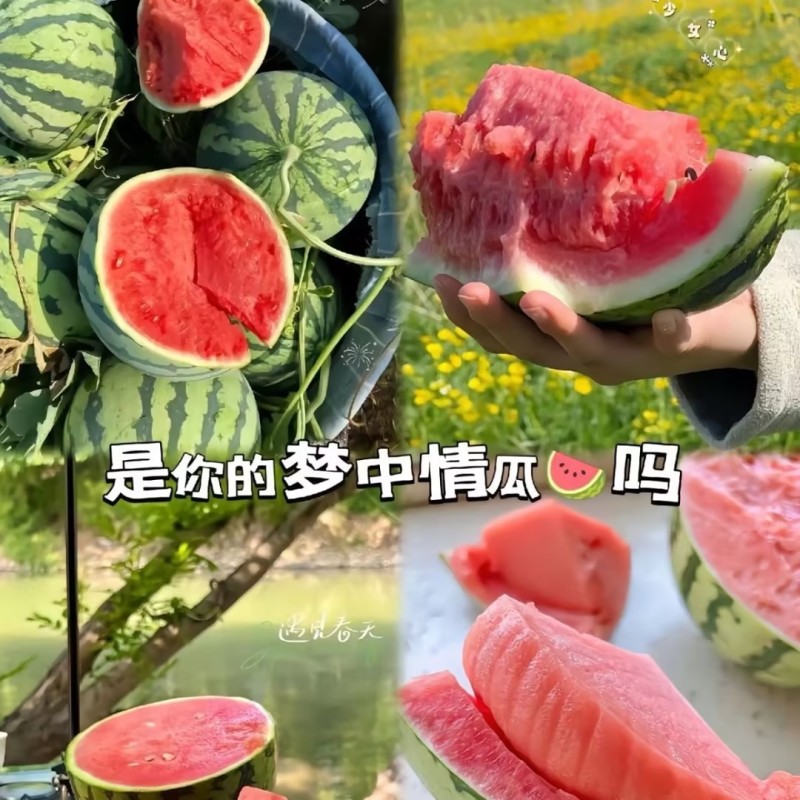 陕西无籽西瓜无籽美都西瓜全国发货欢迎咨询