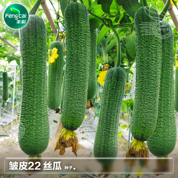 皱皮肉丝瓜种子杂交一代新品种单瓜重200克-400克