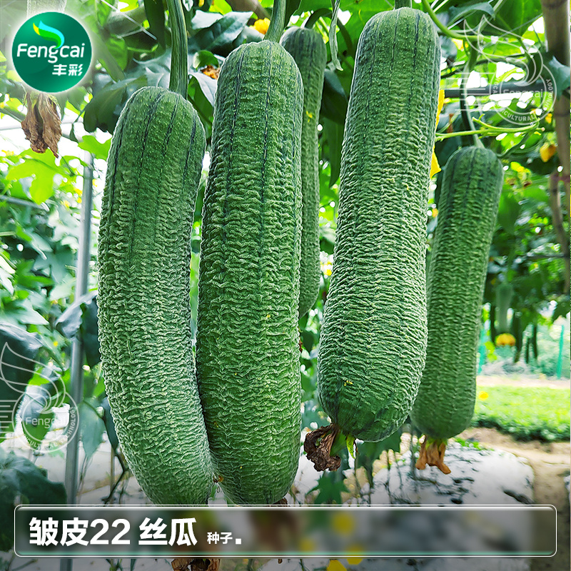 皱皮肉丝瓜种子杂交一代新品种单瓜重200克-400克